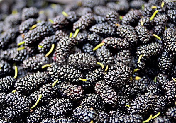 桑葚孕婦可以吃嗎？孕婦能不能吃桑葚？