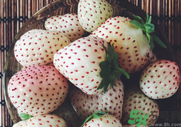 衣服沾上菠蘿莓汁怎么清洗?菠蘿莓污漬怎么去掉?.png 衣服沾上菠蘿莓汁怎么清洗?菠蘿莓污漬怎么去掉?.png