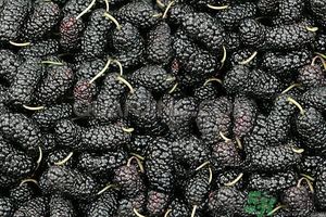 桑葚孕婦可以吃嗎？孕婦能不能吃桑葚？