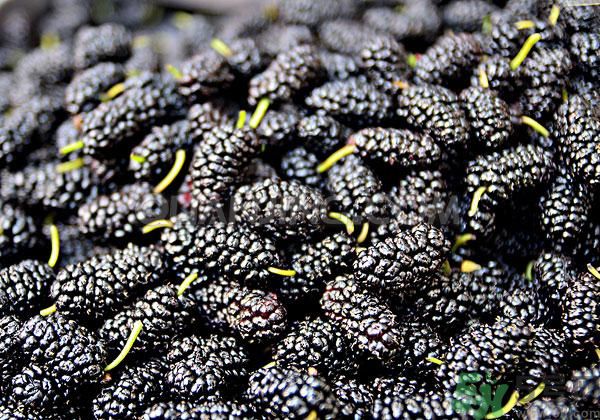 桑葚孕婦可以吃嗎？孕婦能不能吃桑葚？