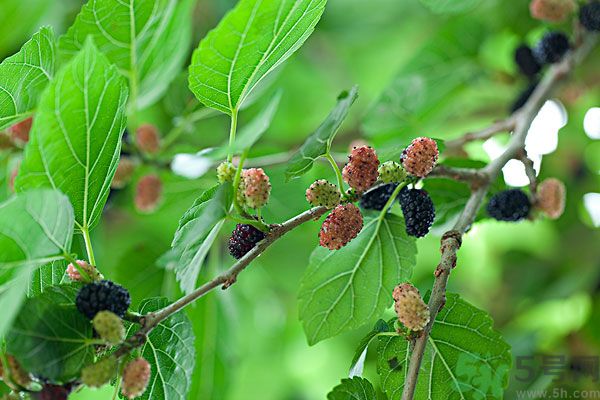 哺乳期能不能吃桑葚？桑葚產(chǎn)婦能吃嗎？