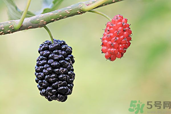 哺乳期能不能吃桑葚？桑葚產(chǎn)婦能吃嗎？