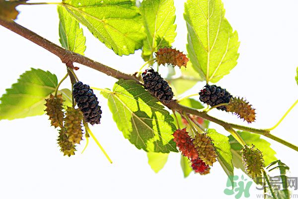 哺乳期能不能吃桑葚？桑葚產(chǎn)婦能吃嗎？