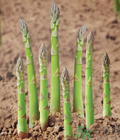 吃蘆筍可以利尿嗎？吃蘆筍的好處有哪些？