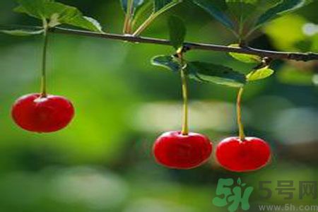 痛風可以吃櫻桃嗎？痛風吃櫻桃好嗎？