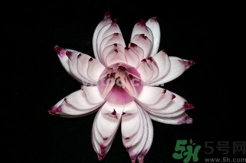 洋蔥可以包餃子嗎？洋蔥怎么做餃子餡？