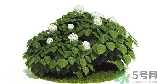 吸收毒氣的植物有哪些？凈化空氣的植物有哪些？