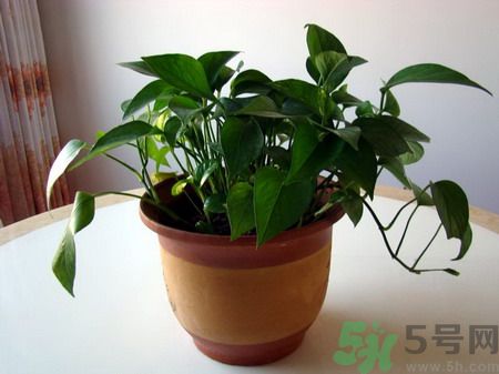 吸收毒氣的植物有哪些？凈化空氣的植物有哪些？