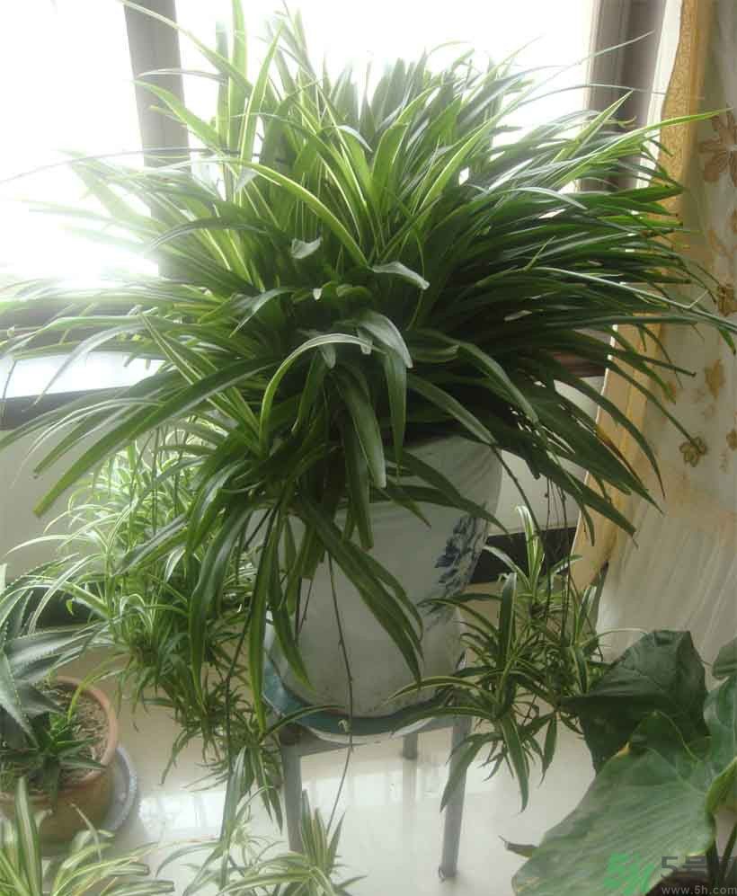 吸收毒氣的植物有哪些？凈化空氣的植物有哪些？