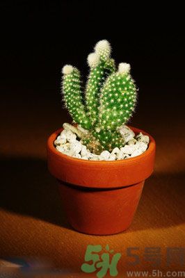 吸收毒氣的植物有哪些？凈化空氣的植物有哪些？