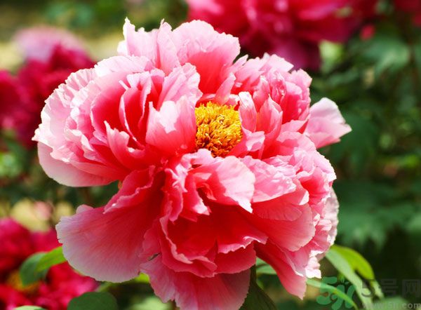 牡丹可以放在室內嗎？室內怎么養(yǎng)牡丹？