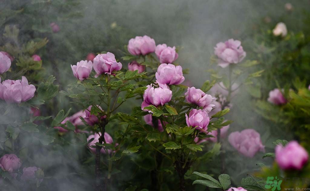 牡丹可以放在室內嗎？室內怎么養(yǎng)牡丹？