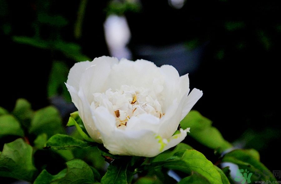 牡丹可以放在室內嗎？室內怎么養(yǎng)牡丹？