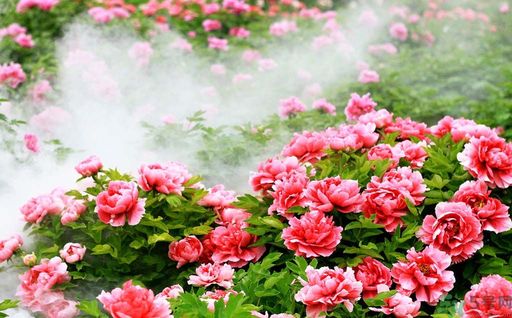 牡丹的花語(yǔ)是什么？牡丹的寓意是什么？