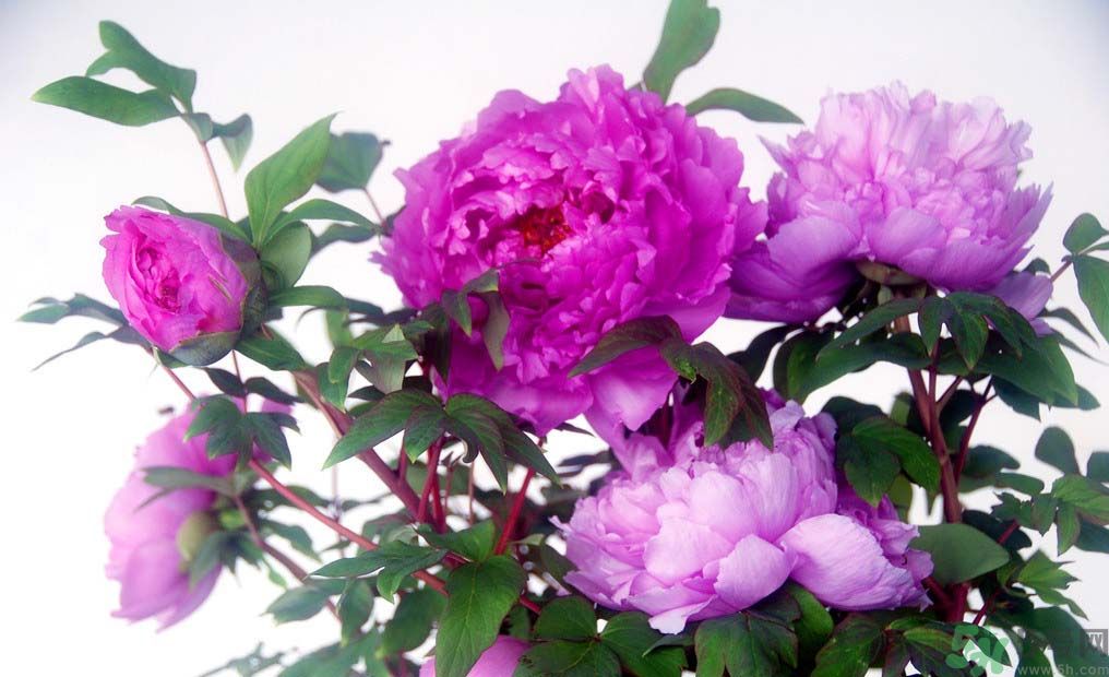 牡丹的花語(yǔ)是什么？牡丹的寓意是什么？