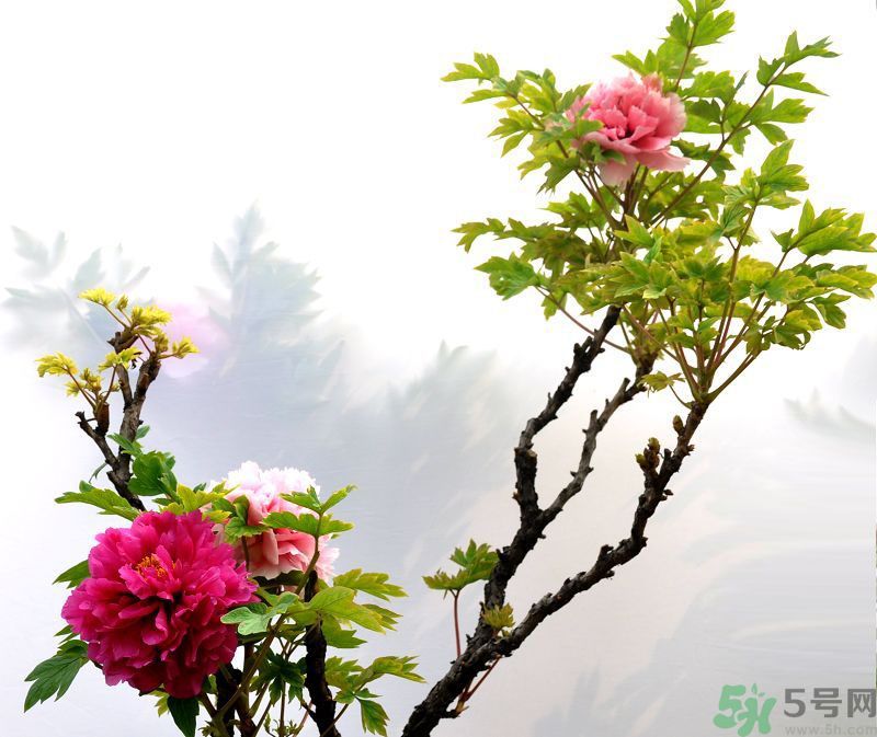 牡丹的花語(yǔ)是什么？牡丹的寓意是什么？