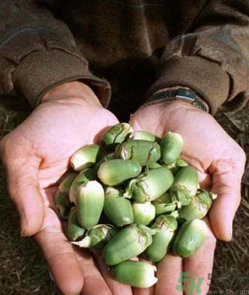 吃檳榔會致癌嗎？吃檳榔好不好？