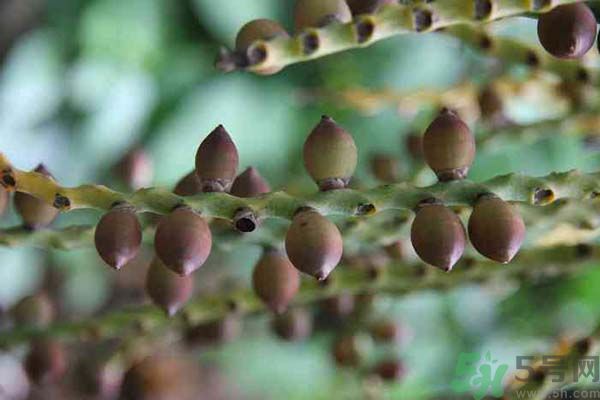 吃檳榔會致癌嗎？吃檳榔好不好？