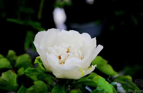 牡丹花可以做面膜嗎？牡丹花怎樣做面膜