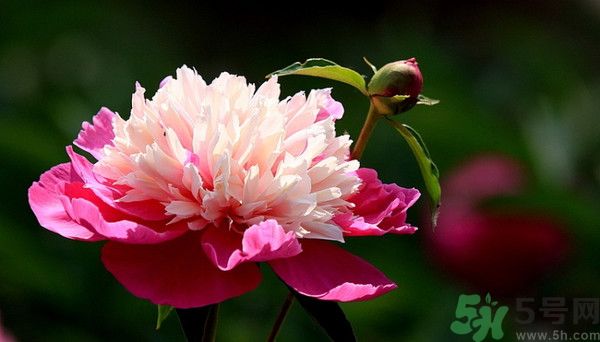 牡丹花可以吃嗎？牡丹花怎么做好吃？