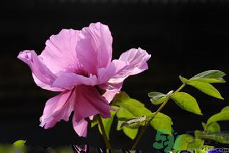 牡丹花可以吃嗎？牡丹花怎么做好吃？