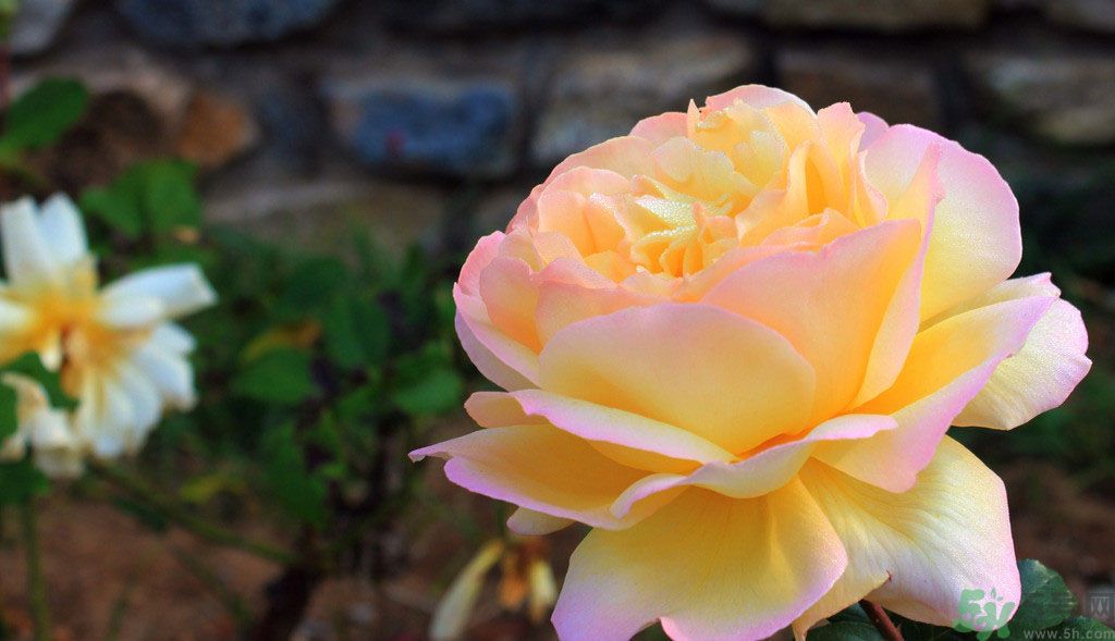 牡丹花茶可以美白嗎？喝牡丹花可以美白嗎？