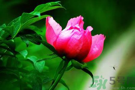 牡丹花茶可以美白嗎？喝牡丹花可以美白嗎？