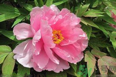 牡丹花茶可以美白嗎？喝牡丹花可以美白嗎？