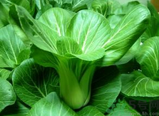 油菜是什么菜?油菜是長什么樣子的? 油菜是什么菜?油菜是長什么樣子的?