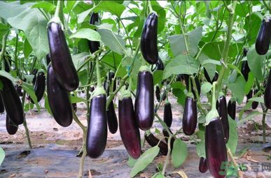 怎么挑選嫩茄子？怎么辨別茄子的老嫩？