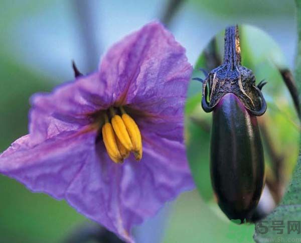 茄子有籽能吃嗎？茄子有籽吃了好不好？