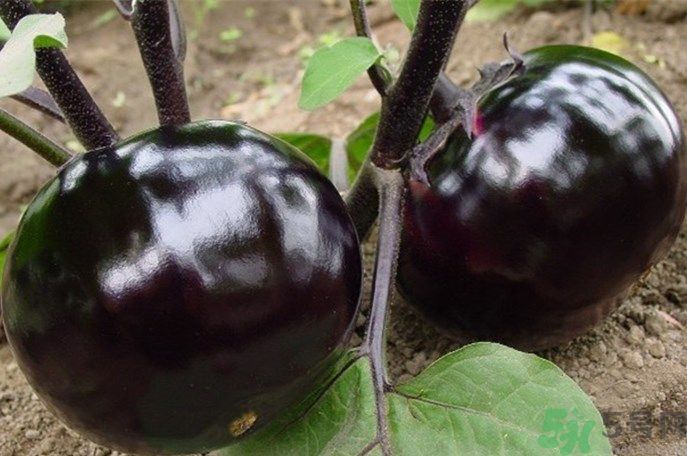 吃茄子要削皮嗎？茄子皮能吃嗎？