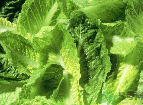 萵筍葉子能生吃嗎？萵筍葉子怎么做？