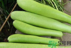 戶子是什么菜?戶子是西葫蘆嗎? 戶子是什么菜?戶子是西葫蘆嗎?