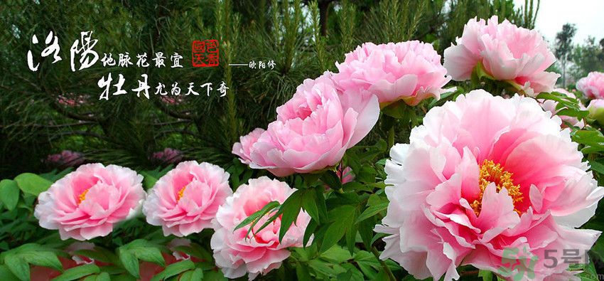 洛陽(yáng)牡丹文化節(jié)活動(dòng)有哪些？洛陽(yáng)牡丹文化節(jié)門(mén)票是多少？