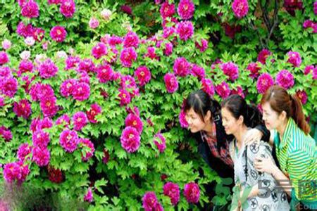 洛陽(yáng)牡丹文化節(jié)活動(dòng)有哪些？洛陽(yáng)牡丹文化節(jié)門(mén)票是多少？