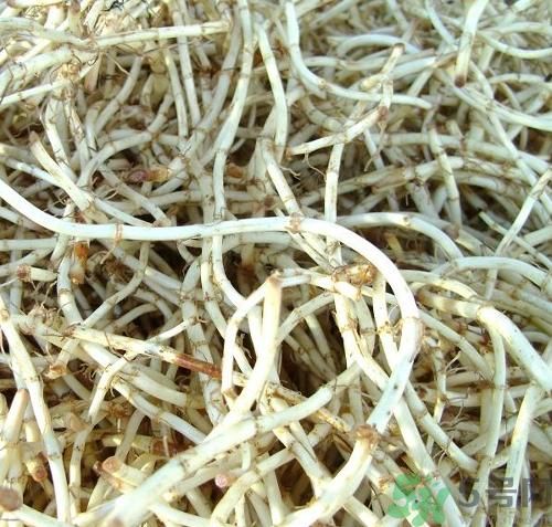 魚腥草可以炎癥嗎？魚腥草怎么治炎癥？