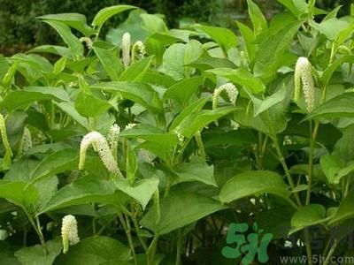 魚腥草可以止咳嗎？魚腥草止咳的辦法有哪些？