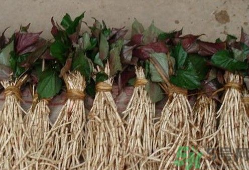 烏藥能和魚腥草一起泡茶喝嗎？烏藥和魚腥草一起吃好不好？