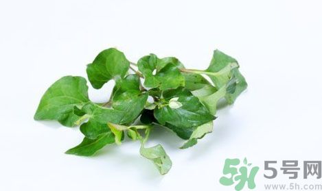 魚(yú)腥草可以抗輻射嗎？魚(yú)腥草怎么防輻射？