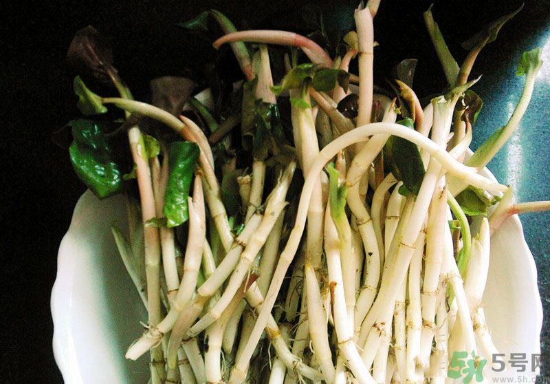 魚(yú)腥草可以抗輻射嗎？魚(yú)腥草怎么防輻射？