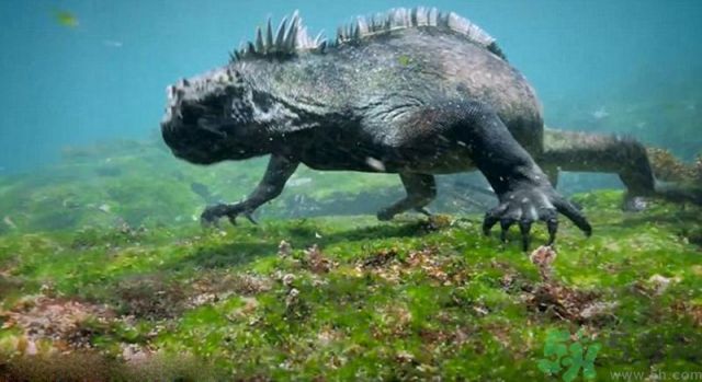 現(xiàn)實(shí)版哥斯拉在哪里現(xiàn)身？什么是哥斯拉？