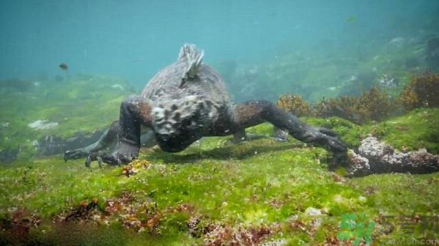 現(xiàn)實(shí)版哥斯拉在哪里現(xiàn)身？什么是哥斯拉？