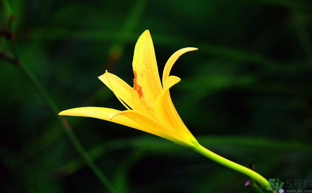 黃花菜可以治療抑郁癥嗎？兩噸黃花菜治好了抑郁癥是真的嗎？