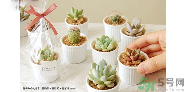 什么是多肉蛋糕？多肉蛋糕怎么做？