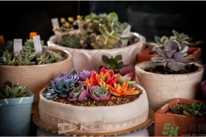 什么是多肉蛋糕？多肉蛋糕怎么做？