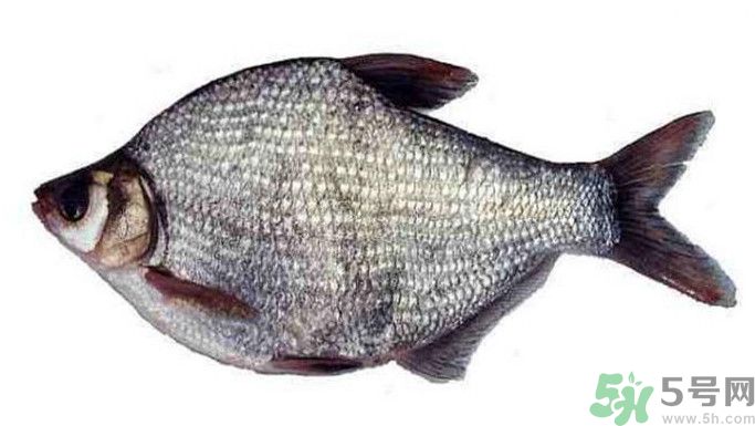 武昌魚是鳊魚嗎？武昌魚和鳊魚區(qū)別哪個(gè)好吃？