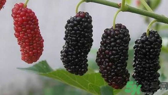 膽囊炎能吃桑葚嗎？膽囊炎吃桑葚好嗎？