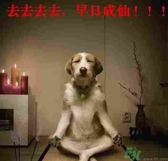 早餐吃面還是包子比較好？早餐吃包子和面健康嗎？