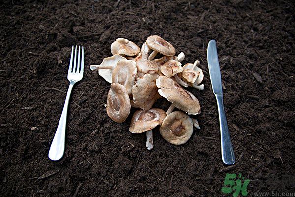 菇類的營養(yǎng)價值有哪些？怎樣挑選優(yōu)質(zhì)的菇類？